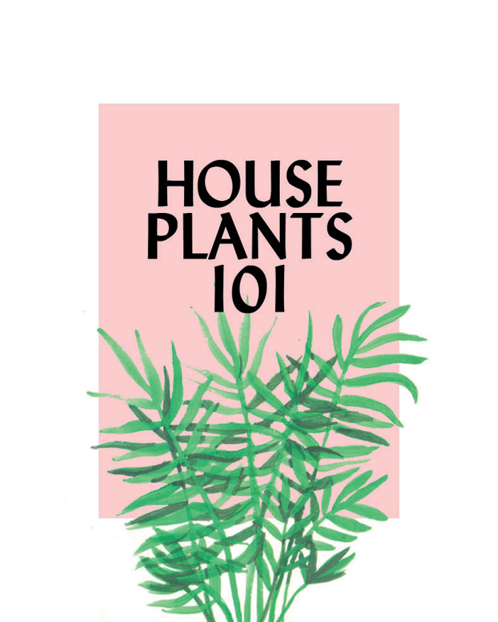 House Plants 101