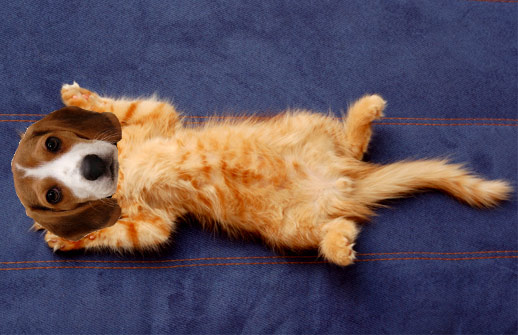 SparkLife » Cats With Dog Heads. Yes, Really.
