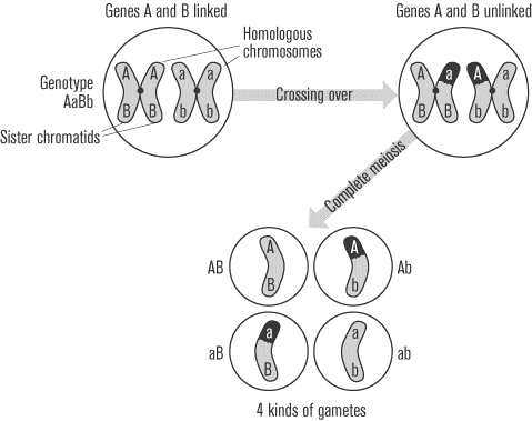 what gametes would an organism with the genotype bb produce