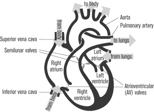 Avian Heart