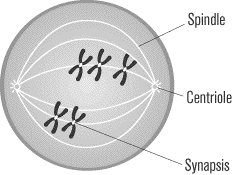 chromosomes in prophase