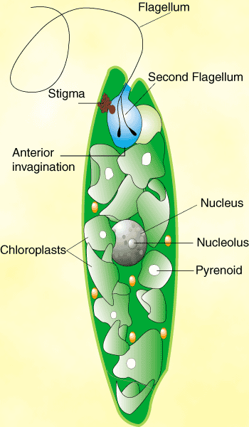 Euglena Flagellum