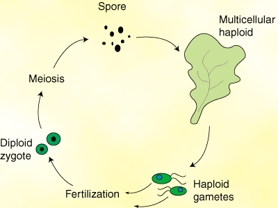 Thallus In Algae