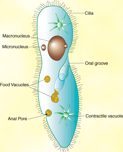 Figure%: Structure of the Paramecium