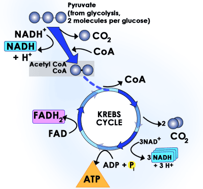 The Citric Acid Cycle The Reactions Of The Citric Acid Cycle Sparknotes,Beef Chart