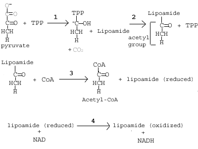With this bond formation, the TPP molecule from the first step is released 