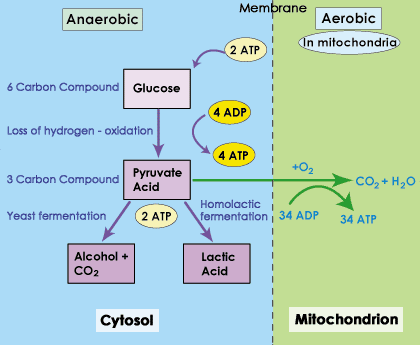 how many atp are produced during anaerobic respiration