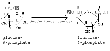 phosphoglucose isomerase