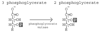 Phosphoglyceromutase