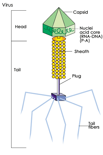 basic virus structure