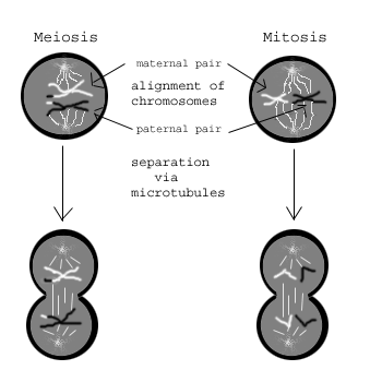 Anaphase In Meiosis