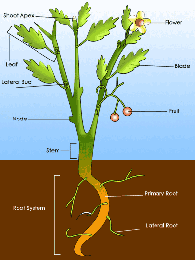 plant shoot