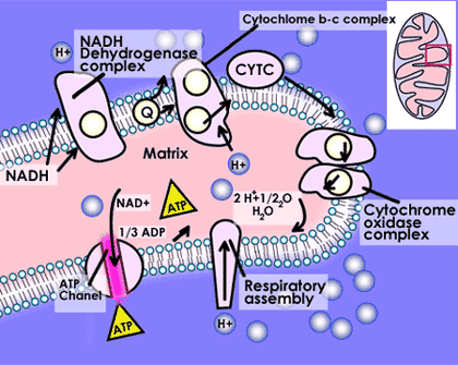 Carbohydrate metabolism and oxidative phosphorylation