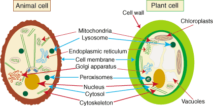 Cell Differences: Plant Cells | SparkNotes