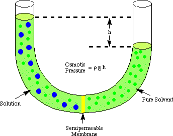 Osmotic pressure with solute particles from img.sparknotes.com.