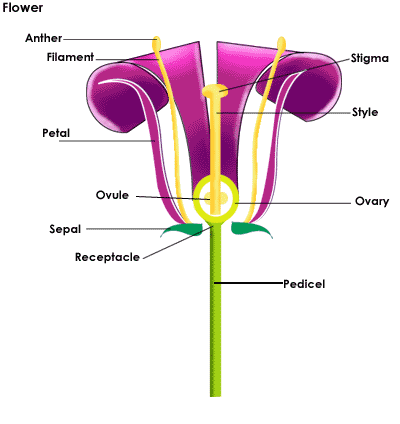 Figure The Parts of the Flower
