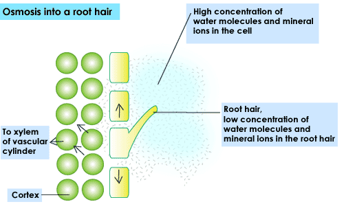 root cell diagram