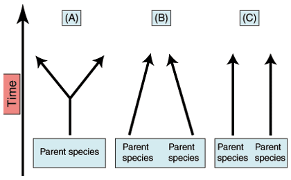 Evolution Chart Biology