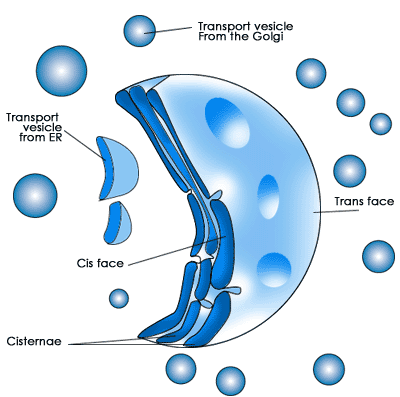 Animal Cell Golgi Body. of the Golgi Apparatus