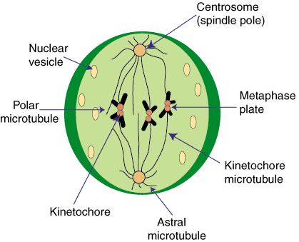 mitosis anaphase diagram