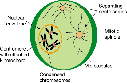 what are the stages of mitosis