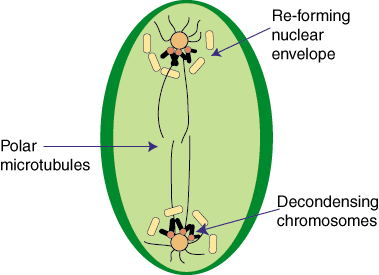 telaphase mitosis