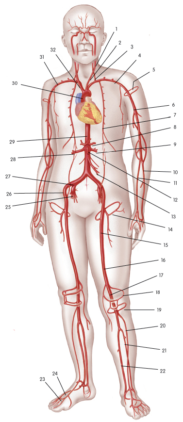 circulatory system images. Arterial System