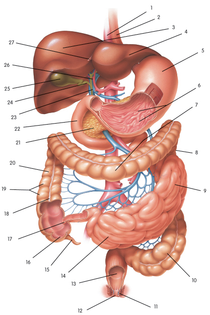 digestive system diagram. complete digestive system