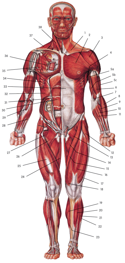 Muscular System - Animal Form and Function
