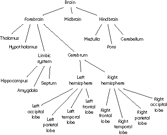Parts Of The Brain And Their Functions Chart