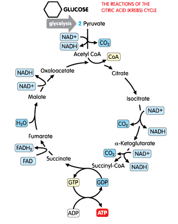 Biochemical Pathway Of Cell Respiration Flow Chart Awesome Answer
