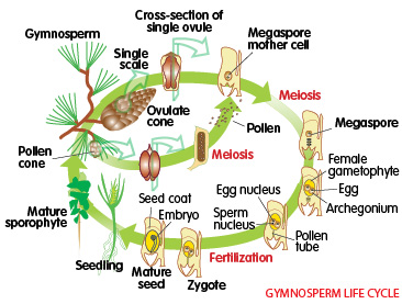 Conifers Life Cycle