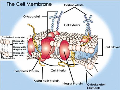 A diagram depicts the cell membrane. The cell membrane shows the following labeled parts: Glycoprotein, Carboydrates, Cell Exterior, Lipid Bilayer, Cytoskeleton Filaments, Integral Protein, Cell Interior, Alpha Helix Protein, Peripheral Protein. An inset shows the Cholesterol Molecule parts: Hydrophilic Polar Heads, Hydrophobic Nonpolar Tail, and Phospolipids. 