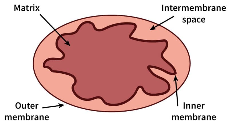 A diagram shows the composition of a mitochondrion. The mitochondrion appears as a terracotta-colored oval. The red outline of the oval is labeled "Outer membrane." A red splotch shape, labeled "Matrix," is located at the center. The brown border of this splotch shape is labeled "Inner membrane." Between the inner membrane and the outer membrane is colored peach and is labeled "Intermembrane space."