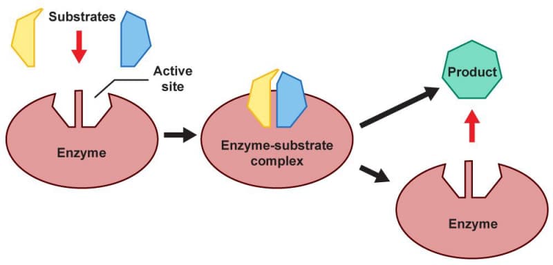 A graphic depicts the mechanisms of active and passive transport.