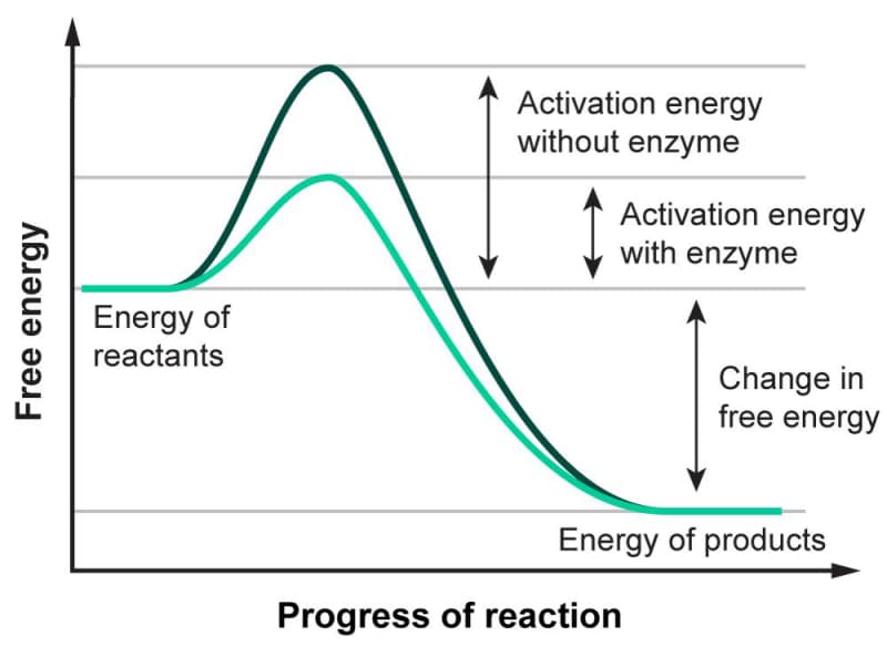 A graph of activation energy in the presence and absence of an enzyme.