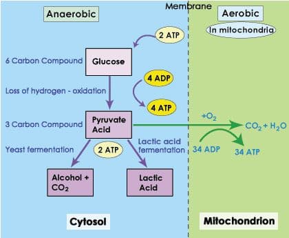 A graphic compares anaerobic and aerobic pathways.