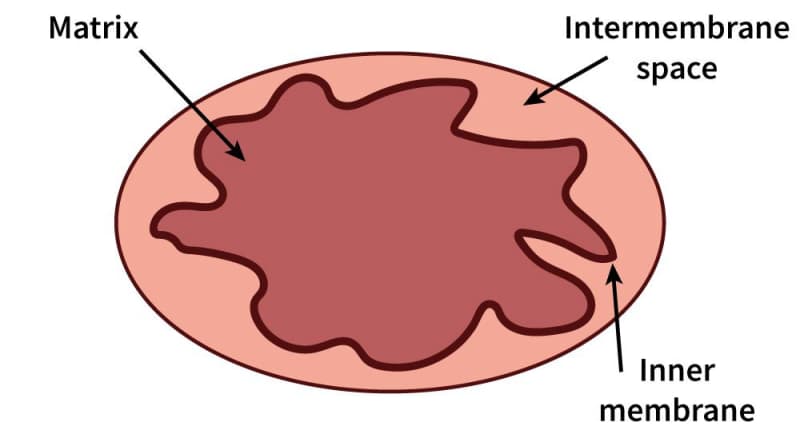 A graphic depicts the structure of a mitochondrion.