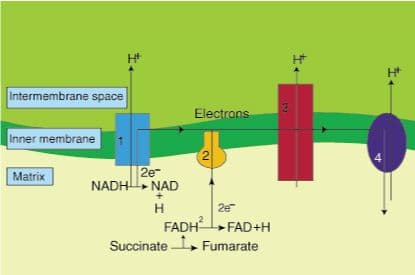 A diagram of the electron transport chain.