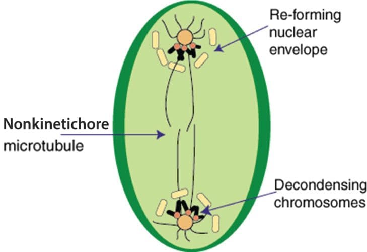 A graphic shows a representation of a cell during telophase. The centrosomes are oriented near either end of the oval shaped cell, with decondensing chromosomes positioned directly along the centrosomes. The nuclear vesicles now appear pill shaped and align in a semi circle formation as the nuclear envelope reforms. Polar microtubules still branch out from either centrosome toward the center of the cell.  