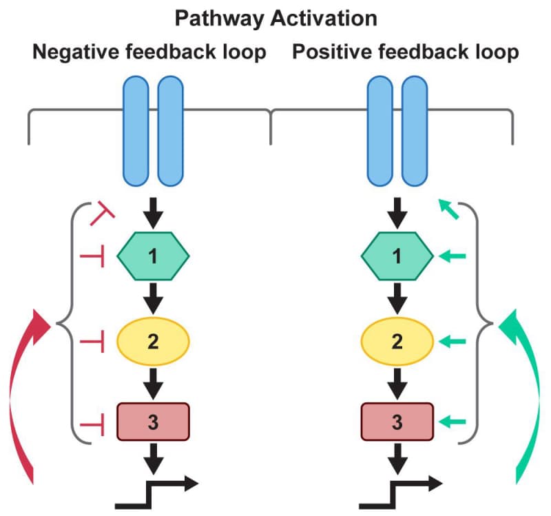A diagram shows negative and positive feedback loops. Both loops start with a receptor embedded in the cell membrane. This receptor passes the signal to protein 1 which passes it to protein 2 which passes it to protein 3 which promotes the final product. In the negative feedback loop, the final product inhibits the intermediate proteins. In the positive feedback loop, the final product promotes the intermediate proteins. 