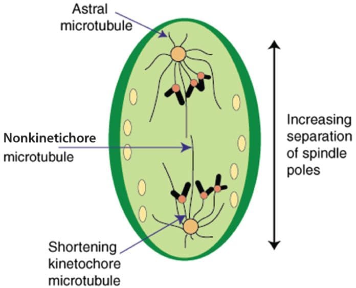 A graphic shows a representation of a cell during anaphase. The cell is now oval shaped and sister chromatids are attached via kinetochore microtubules to the centrosomes, which are moving away from the center of the cell. The kinetochore microtubules have shortened, pulling the sister chromatids closer to the centrosomes. Astral microtubules remain positioned near the centrosomes and polar microtubules are still oriented toward the center of the cell. A double sided arrow oriented along the length of the cell is labeled Increasing separation of spindle poles. 