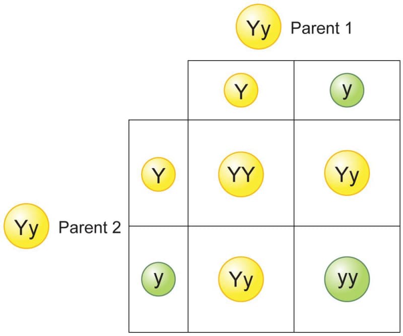 A graphic shows an example of a Punnett square.