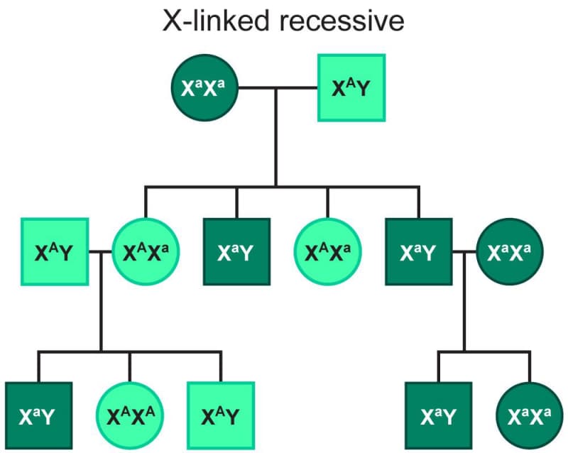 A diagram shows an example of a sex linked pedigree for an x linked, recessive trait.