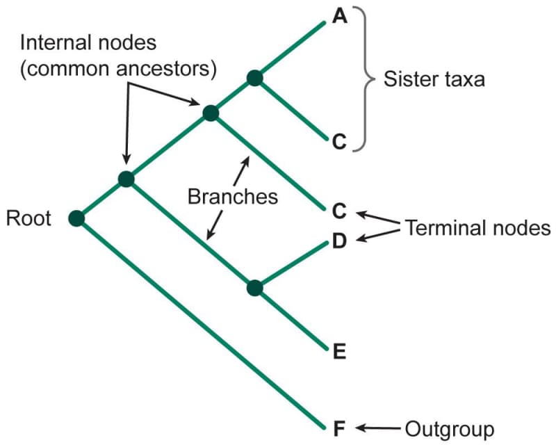 A breakdown of the features of a phylogenetic tree.
