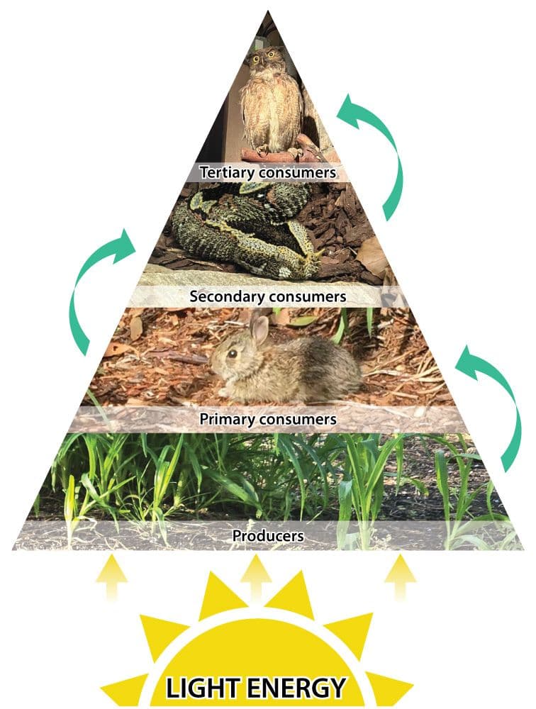 A graphic shows four levels in an energy pyramid. Below the pyramid, the sun is labeled 'Light Energy.' The lowest level of the pyramid is labeled producers and is accompanied by an image of grass. The next highest level is labeled primary consumers and shows a photo of a bunny. The third level is secondary consumers, showing an image of a snake. The topmost layer is labeled tertiary consumers and is accompanied by a photo of an owl. 