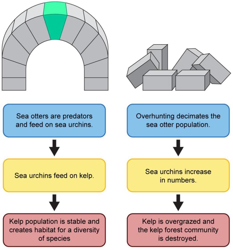 A two part graphic depicts a representation of keystone species. In the first part, an arch is comprised of many individual stones, with the stone at the apex of the arch highlighted. Three boxes below the arch read: 1. Sea otters are predators and feed on sea urchins. 2. Sea urchins feed on kelp. and 3. Kelp population is stable and creates habitat for a diversity of species. The second part shows that the arch as fallen. Three boxes below the crumbled arch read: 1. Overhunting decimates the sea otter population. Sea urchins increase in numbers. and 3. Kelp is overgrazed and the kelp forest community is destroyed. 