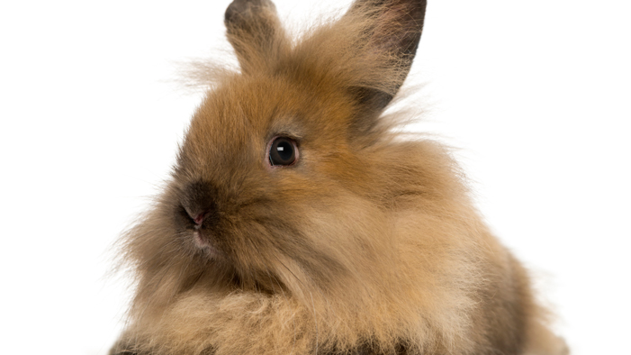 Angora Show Rabbits Are the Best Thing You Will Encounter This Week