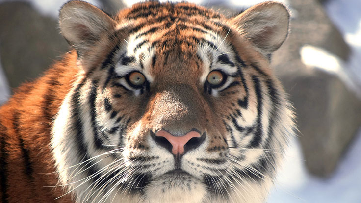 True or False: Can You Really Read Someone's Eyes?!