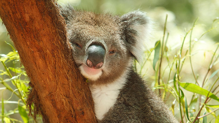 This Week in Australia Was a Real Kick in the Tots